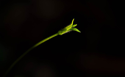 冬の草花の写真